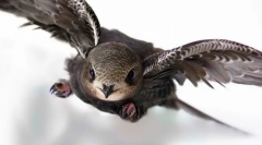 Bird streach (foto): cel mai rapid zbor pe pământ